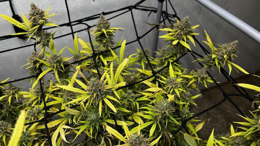 Franco’s Lemon Cheese. Week 29