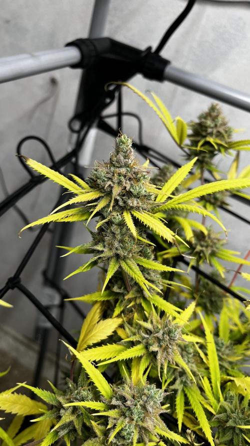 Franco’s Lemon Cheese. Week 29