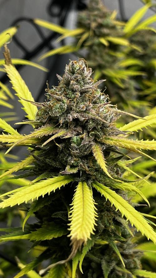 Franco’s Lemon Cheese. Week 29