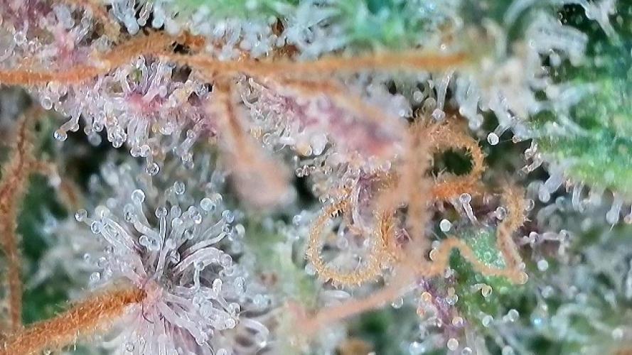 Franco’s Lemon Cheese. Week 29