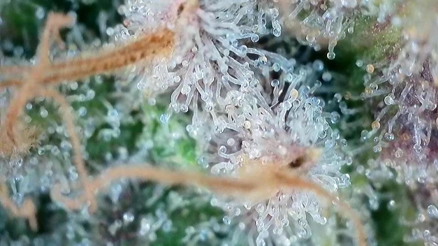 Franco’s Lemon Cheese. Week 29