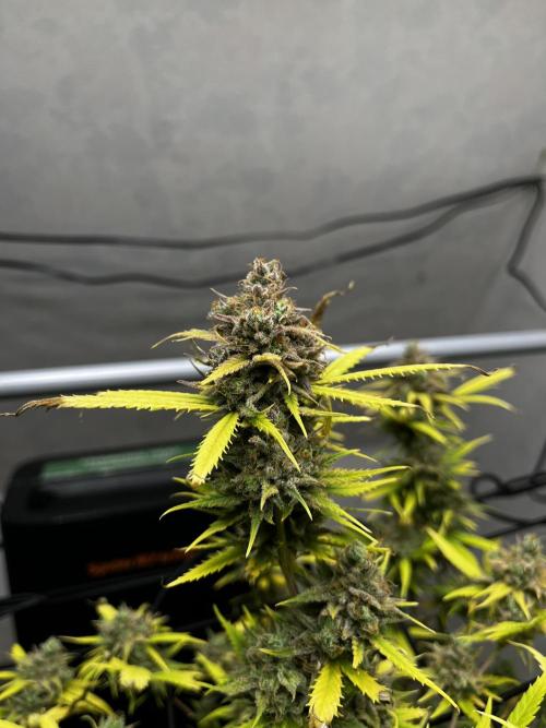 Franco’s Lemon Cheese. Week 29