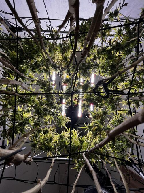 Franco’s Lemon Cheese. Week 29