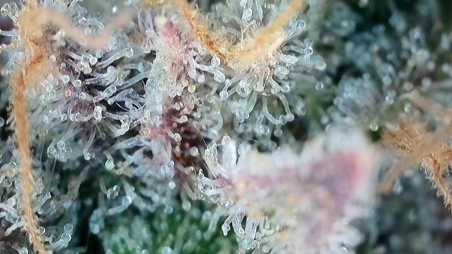 Franco’s Lemon Cheese. Week 29 - The waiting is the hardest part. Stay strong for an amber color and a sedating l