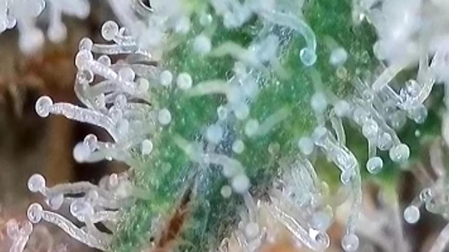 Franco’s Lemon Cheese. Week 29