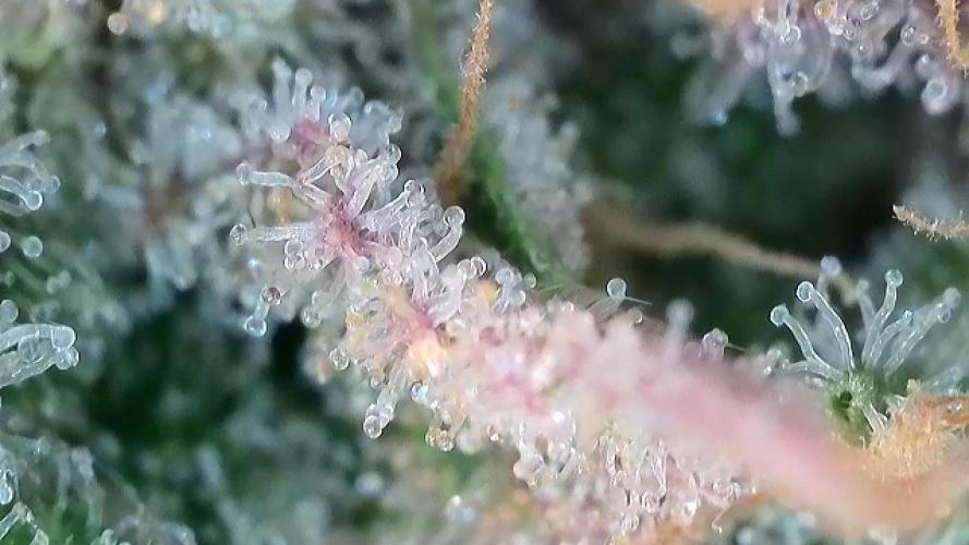 Franco’s Lemon Cheese. Week 30