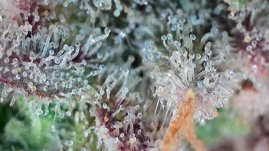 Franco’s Lemon Cheese. Week 30