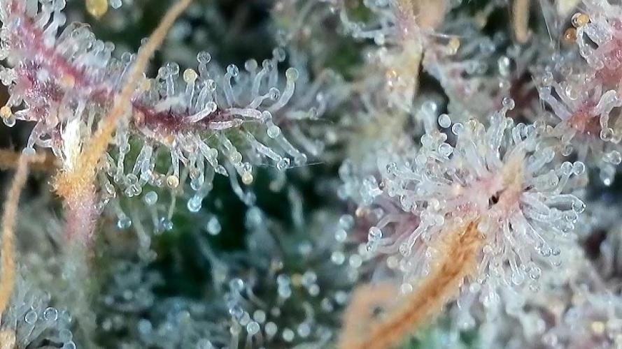 Franco’s Lemon Cheese. Week 30