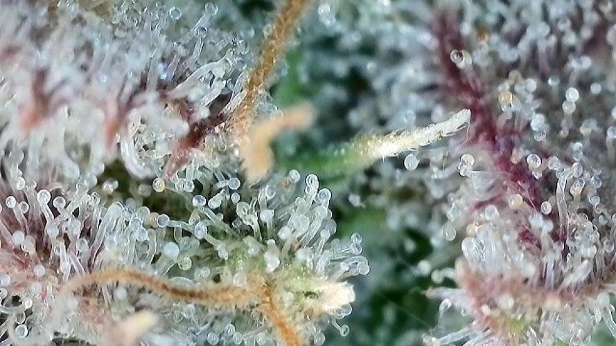 Franco’s Lemon Cheese. Week 30