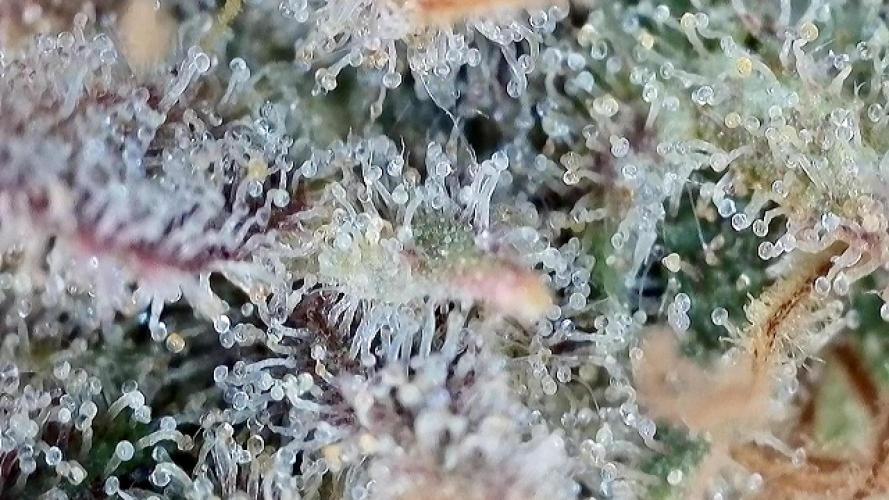 Franco’s Lemon Cheese. Week 30