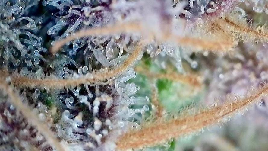 Franco’s Lemon Cheese. Week 30