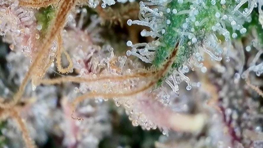 Franco’s Lemon Cheese. Week 30