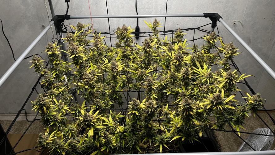 Franco’s Lemon Cheese. Week 30