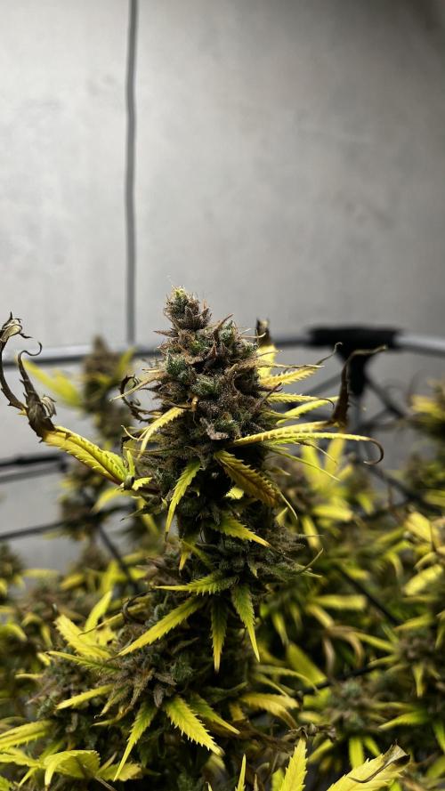 Franco’s Lemon Cheese. Week 30