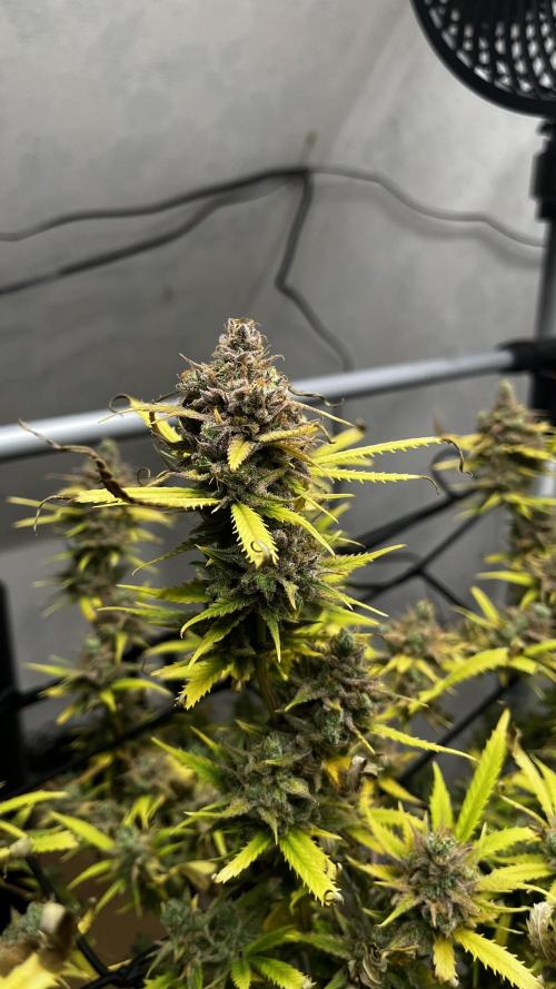 Franco’s Lemon Cheese. Week 30