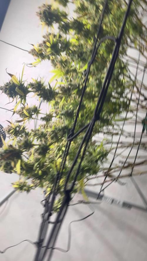 Franco’s Lemon Cheese