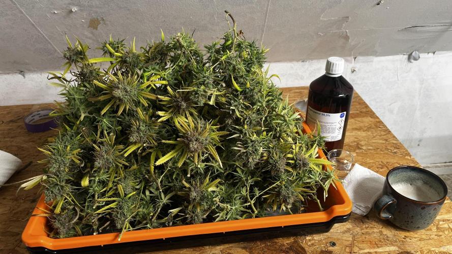 Franco’s Lemon Cheese. Week 30