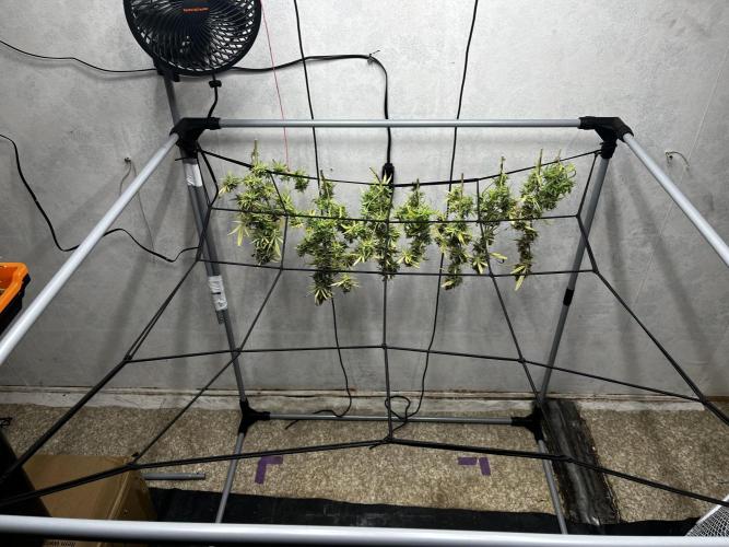 Franco’s Lemon Cheese. Week 30