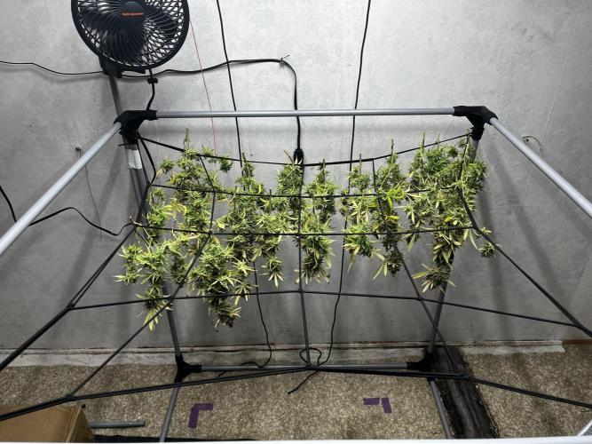 Franco’s Lemon Cheese. Week 30
