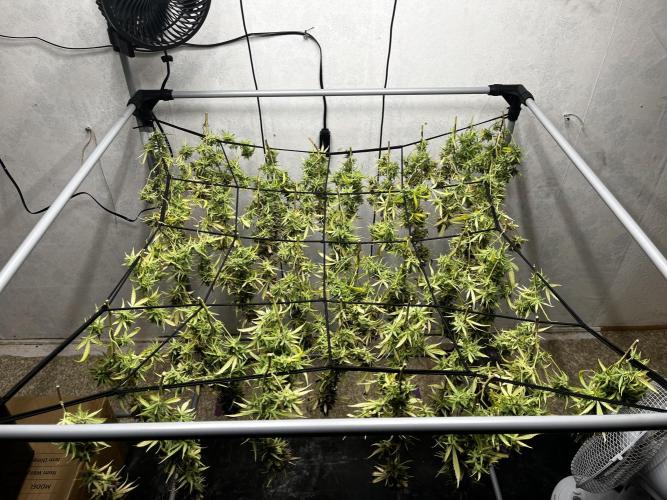 Franco’s Lemon Cheese. Week 30