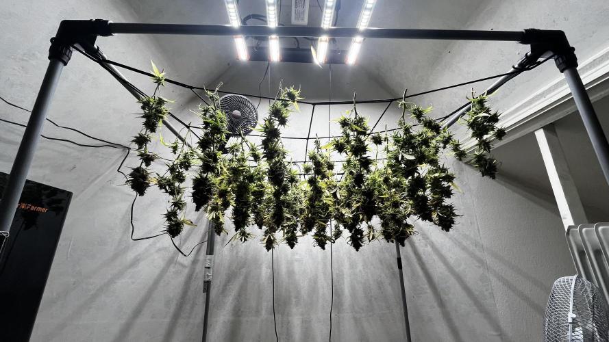 Franco’s Lemon Cheese. Week 30