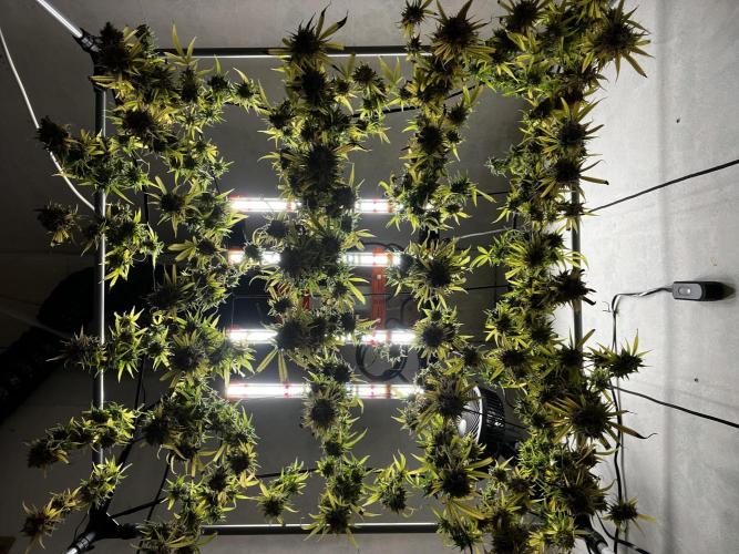 Franco’s Lemon Cheese. Week 30