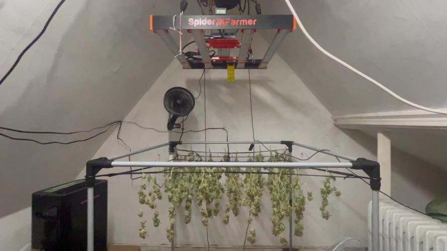 Franco’s Lemon Cheese Greenhouse seeds