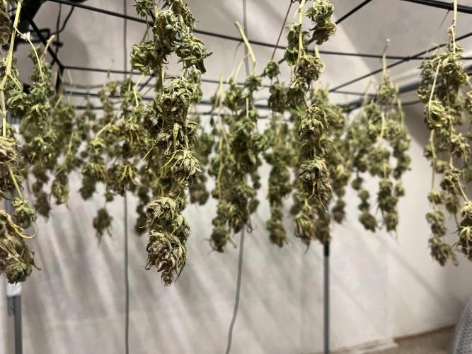 Franco’s Lemon Cheese Greenhouse seeds. Week 31