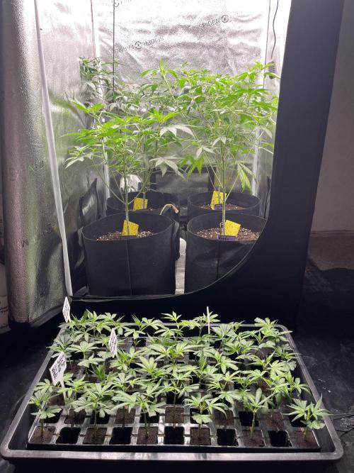 Clone to harvest - 4 Strain SoG indoor. Week 1