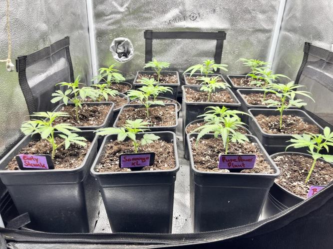 Clone to harvest - 4 Strain SoG indoor. Week 2