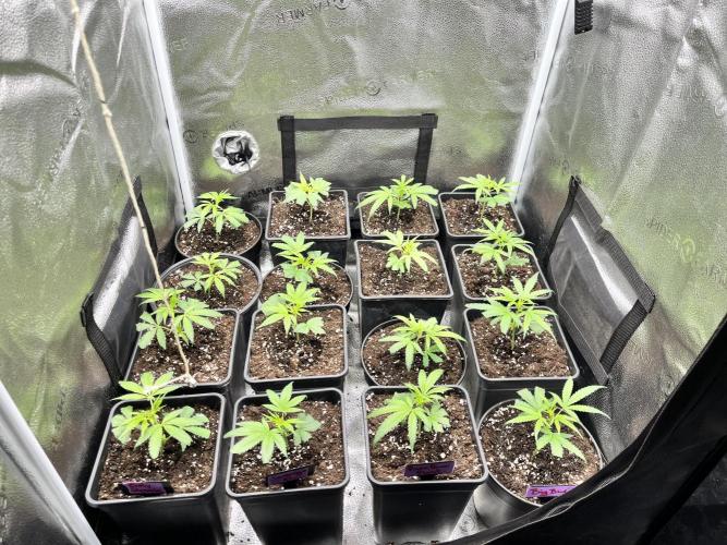 Clone to harvest - 4 Strain SoG indoor. Week 2