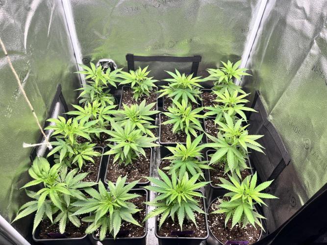 Clone to harvest - 4 Strain SoG indoor. Week 3