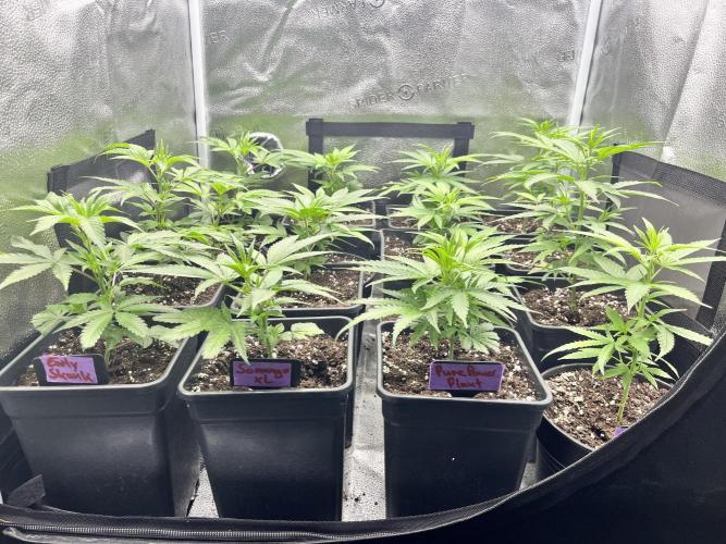 Clone to harvest - 4 Strain SoG indoor. Week 3