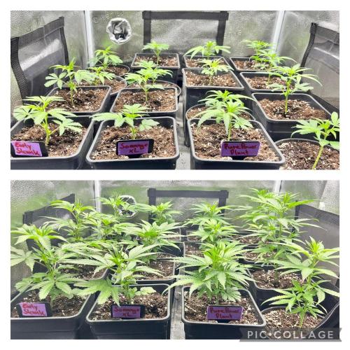 Clone to harvest - 4 Strain SoG indoor. Week 3