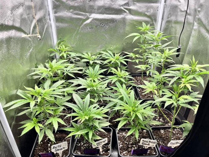 Clone to harvest - 4 Strain SoG indoor. Week 4