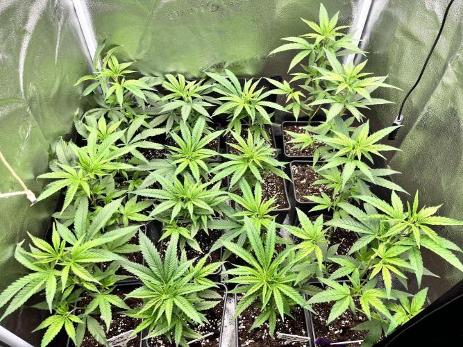 Clone to harvest - 4 Strain SoG indoor. Week 4