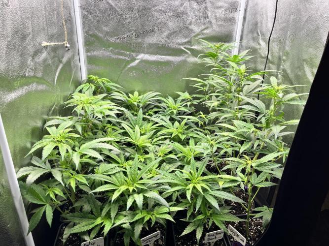 Clone to harvest - 4 Strain SoG indoor. Week 5