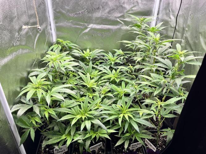 Clone to harvest - 4 Strain SoG indoor. Week 5