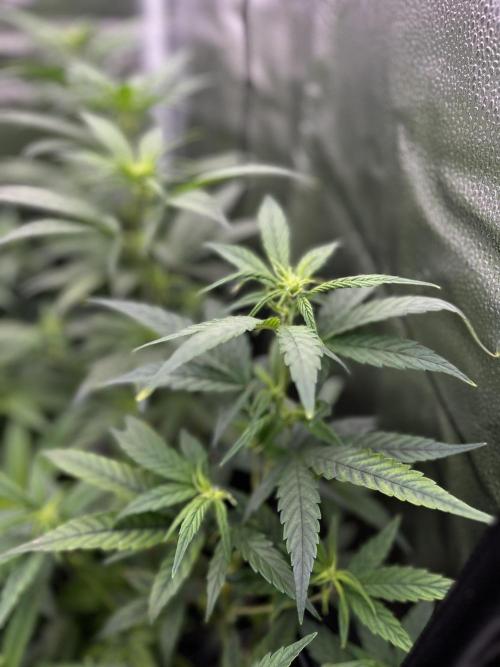 Clone to harvest - 4 Strain SoG indoor. Week 5