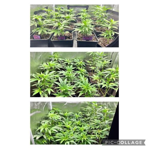 Clone to harvest - 4 Strain SoG indoor. Week 5