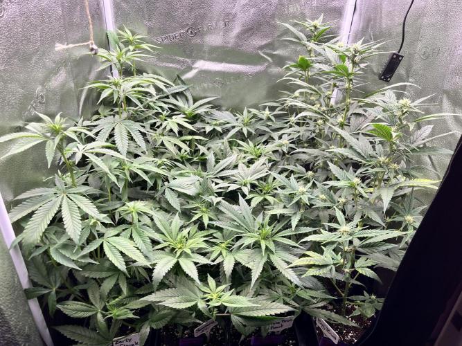 Clone to harvest - 4 Strain SoG indoor. Week 6