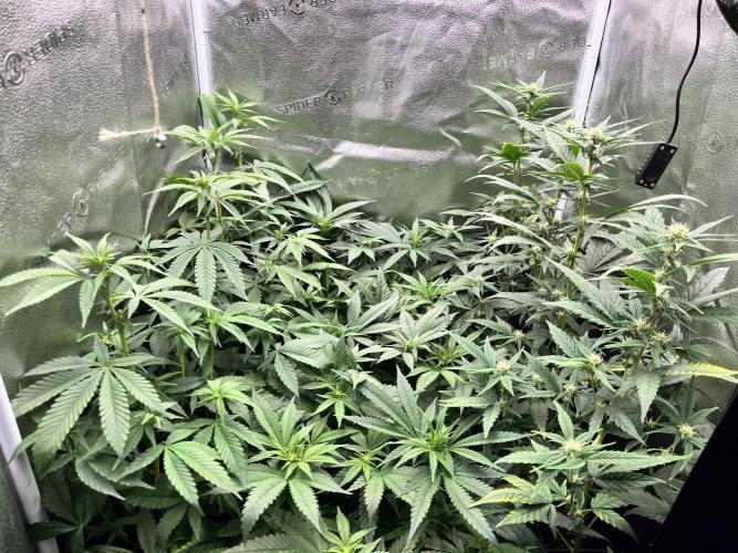 Clone to harvest - 4 Strain SoG indoor. Week 6