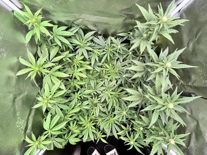 Clone to harvest - 4 Strain SoG indoor. Week 6