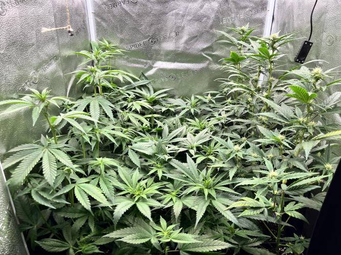 Clone to harvest - 4 Strain SoG indoor. Week 6