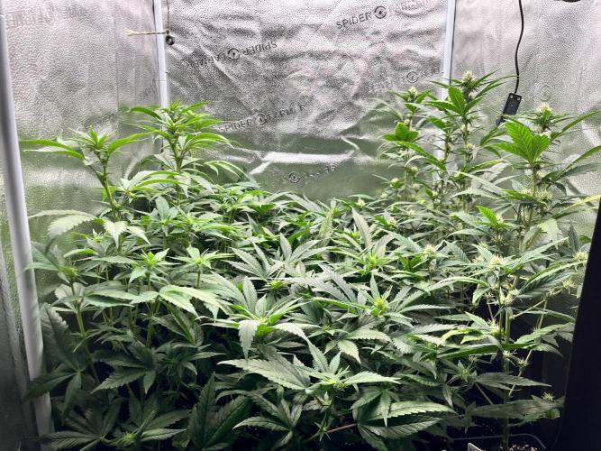 Clone to harvest - 4 Strain SoG indoor. Week 6