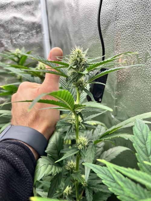 Clone to harvest - 4 Strain SoG indoor. Week 6
