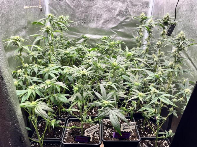 Clone to harvest - 4 Strain SoG indoor. Week 7