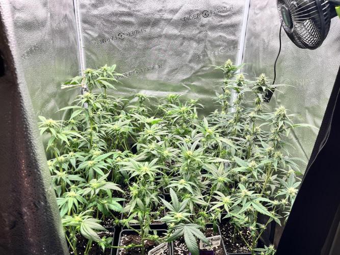 Clone to harvest - 4 Strain SoG indoor. Week 7