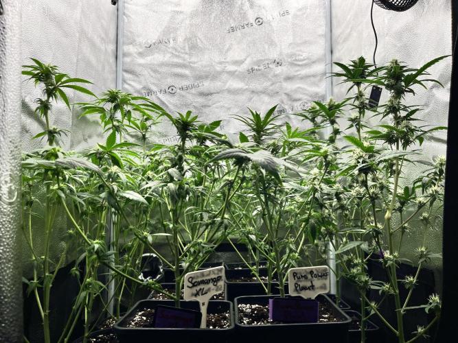 Clone to harvest - 4 Strain SoG indoor. Week 7