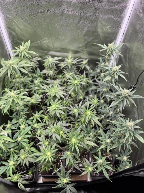 Clone to harvest - 4 Strain SoG indoor. Week 7